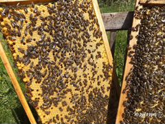 Продам пчелосемьи пчел пчелопакеты