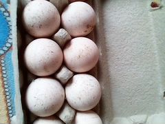 Инкубационное яйцо белой широкогрудой индейки