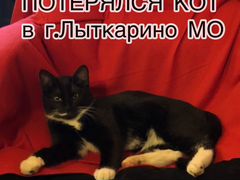 Потерялся кот в г.Лыткарино, верните за награждени