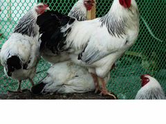 Цыплята разных пород