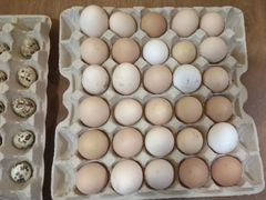Яйца куриные и перепелиные