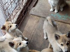 Охотничьи щенки от рабочих западно-сибирских лаек