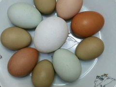 Яйца пасхальных кур