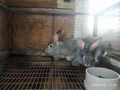 Кролики Советская Шиншилла