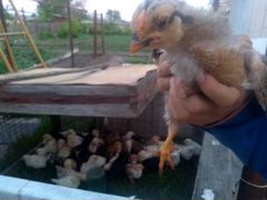 Цыплята домашние от несушки
