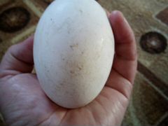 Продам гусиное инкубационные яйца