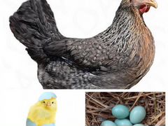 Куры с голубым яйцом