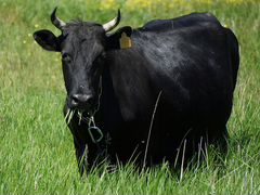 Продам Корову и теленка(телочку)