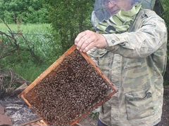 Продаю пчелосемьи пчелопакеты пчелы