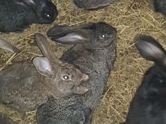 Кролики от 1 месяца