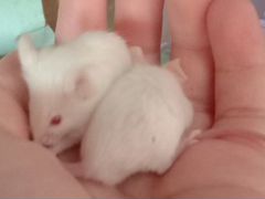 Белые мышки (малыши)