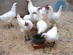 Цыплята Бресс галльской породы вывод 23 мая