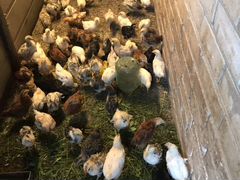 Домашние цыплята 1,5 месяца