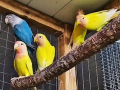 Продаются попугаи
