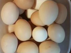 Инкубационное яйцо кур Шейвера(Блэк и Уайт)