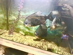Пираньи Паку с аквариумом 100 л