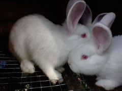 Крольчата белые