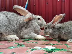 Самцы кроликов и крольчата