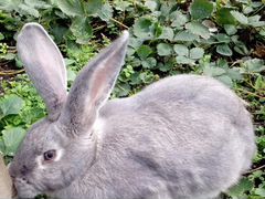 Кролик серый великан девочка 2 года