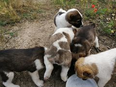 Продам щенков Алабая-Среднеазиатская овчарка