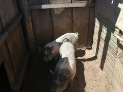 Свиньи вьетнамский веслобрюхие
