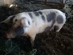 Порода лондранс 2-х год свиноматка