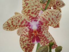 Орхидея, верхушки, Джулии, Haur Jhih Prince