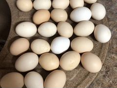 Яйца инкубационные (куриные, мускусной утки)