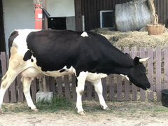 Дойная корова