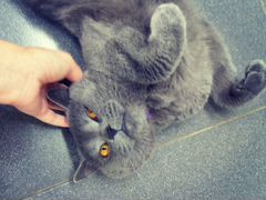 Ищет дом британский кот бесплатно В добрые руки