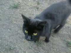 Котик черный красивый ласковый