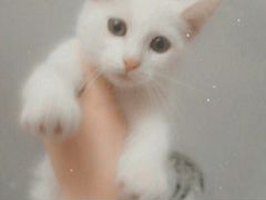 Отдадим в добрые руки двух милых белых котят