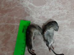 Кормовые мыши