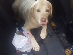 Найдена собака лабрадор