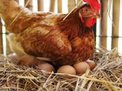 Яйца от домашних кур Ломан Браун