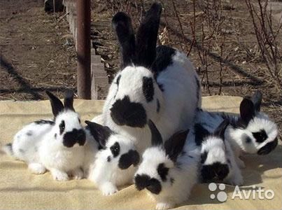 Продаются кролики и крольчата