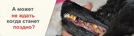 Ультразвуковая чистка зубов собаки без наркоза