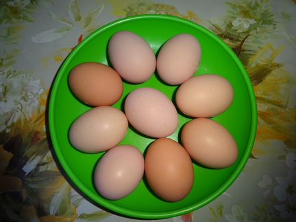 Купить инкубационное яйцо кучинской. Яйцо фазана инкубационное купить.