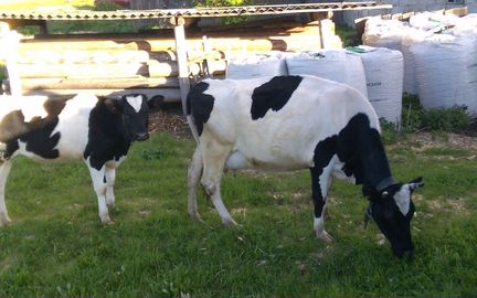 Корова и тёлка