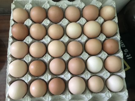 Домашние яйца в ст. Динской