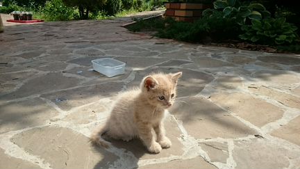 Котёнок 2,5 месяца