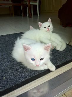 Белоснежные разноглазые котята Турецкой ангоры