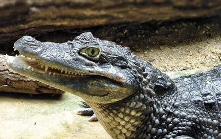 Крокодил каймановый