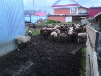 Суягные овцы
