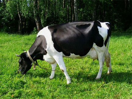 Коровы племенные на молоко