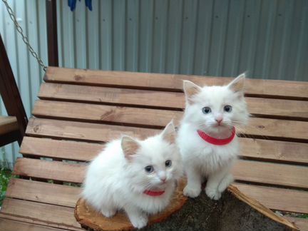 Голубоглазые белоснежные котята
