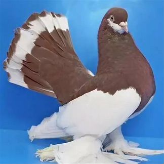 Волжский ленточный голубь