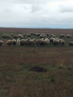 Овцы, бараны, ярки Куйбышевской породы