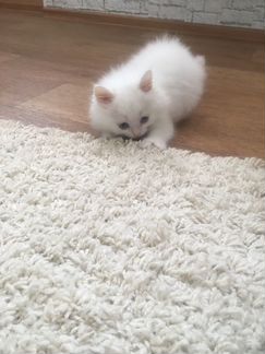 Котёнок сибирский белый