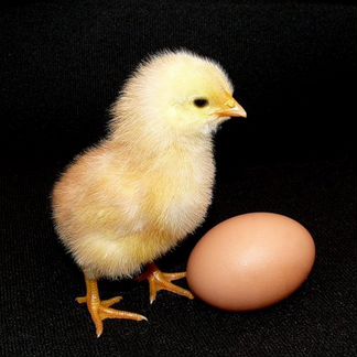 Яйцо куриное и индоуток для инкубации